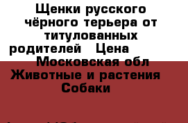 Щенки русского чёрного терьера от титулованных родителей › Цена ­ 20 000 - Московская обл. Животные и растения » Собаки   